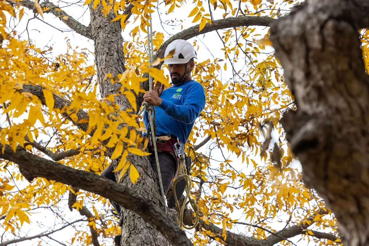 Skilled Tree Planing crew working in Flemingsburg